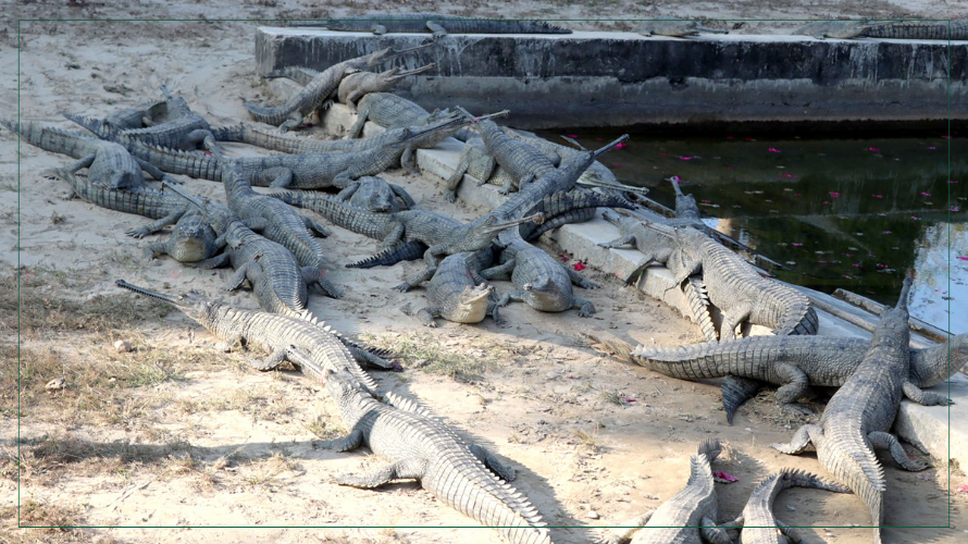 गोही प्रजनन केन्द्र