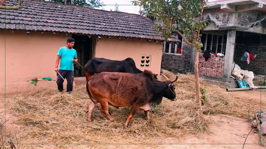 गोरुको सहायताले तोरीमा दाइँ