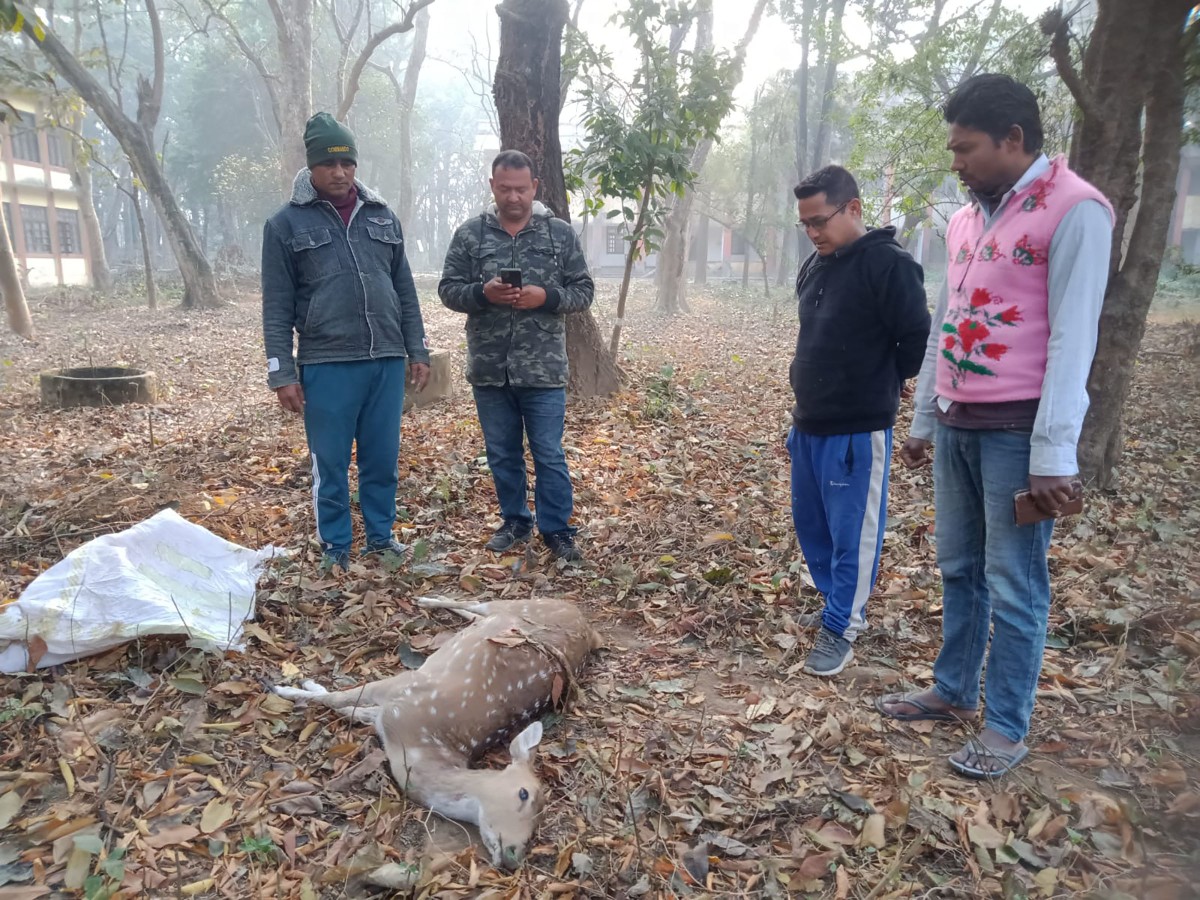 मृगलाई व्यवस्थापन गर्दै कर्मचारी