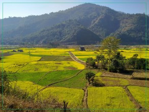 आजको तस्वीर : तोरीखेती