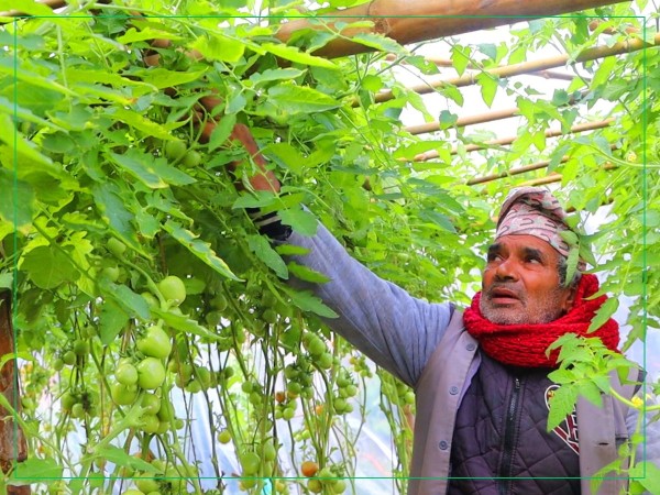 सागसब्जी फलाएर जीविकोपार्जन गर्दै