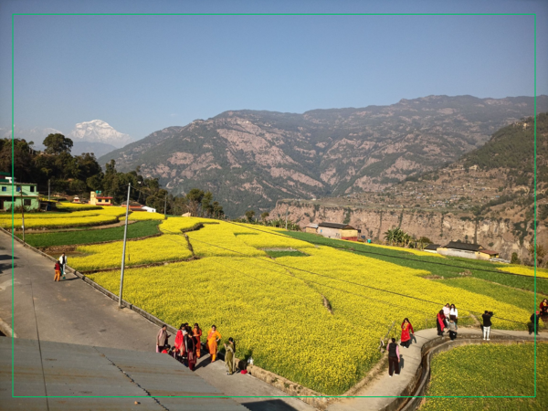 म्याग्दीको रत्नेचौरका तोरीबारीमा टिकटिक बनाउने भीड