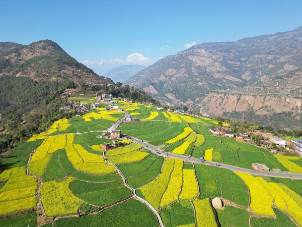 रत्नेचौरको तोरीबारी र धौलागिरि हिमाल