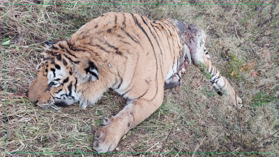 आजको तस्वीर : मृतावस्थामा भेटिएको पाटेबाघ