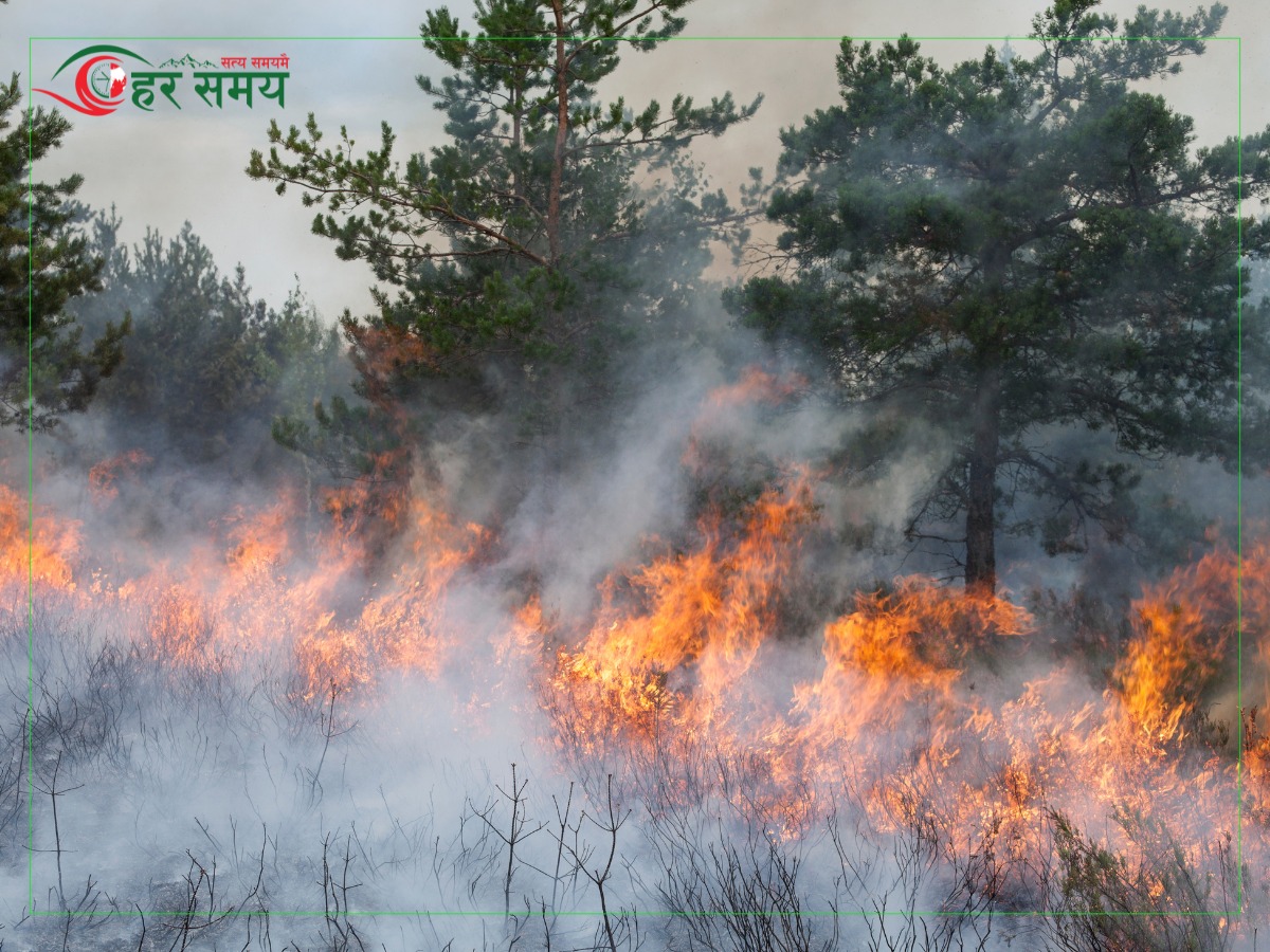 ब्राजिलमा सन् २०२४ मा डढेलो क्षेत्रमा ७९ प्रतिशतले वृद्धि