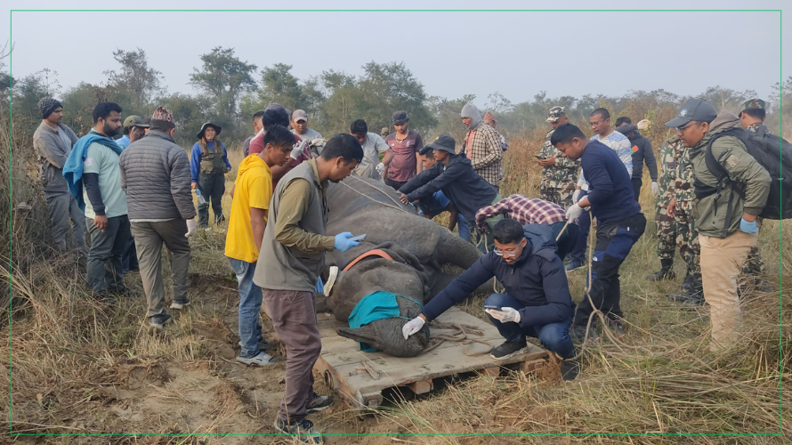 गैँडा स्थानान्तरण