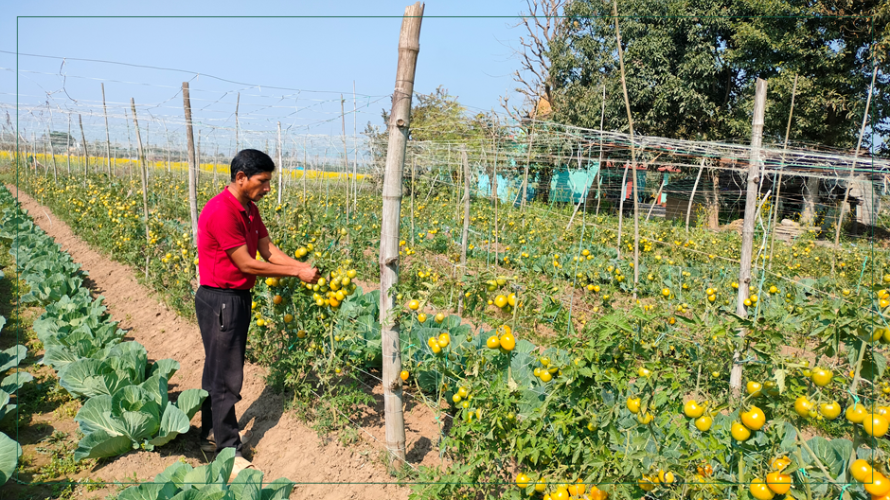 तरकारीखेतीबाट वार्षिक सात लाख आम्दानी