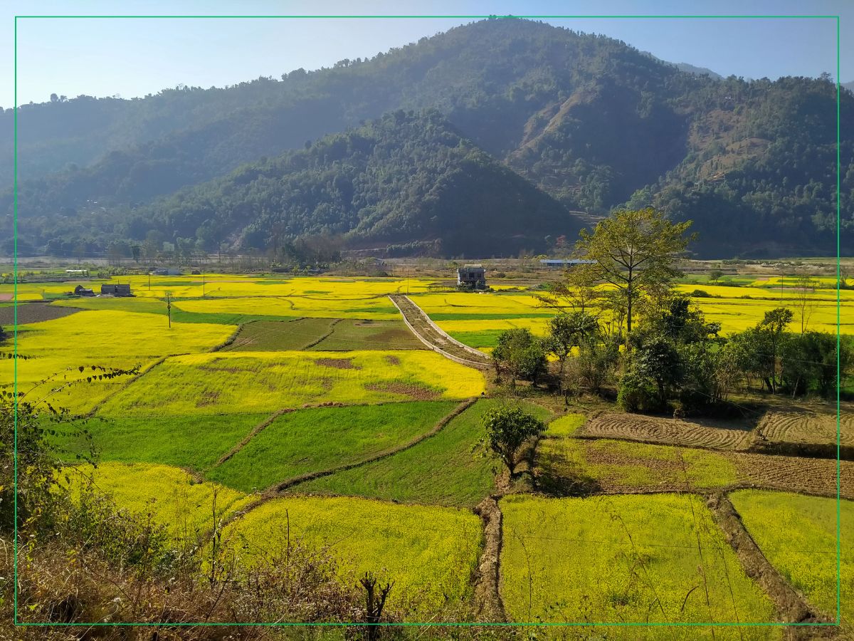 आजको तस्वीर : तोरीखेती