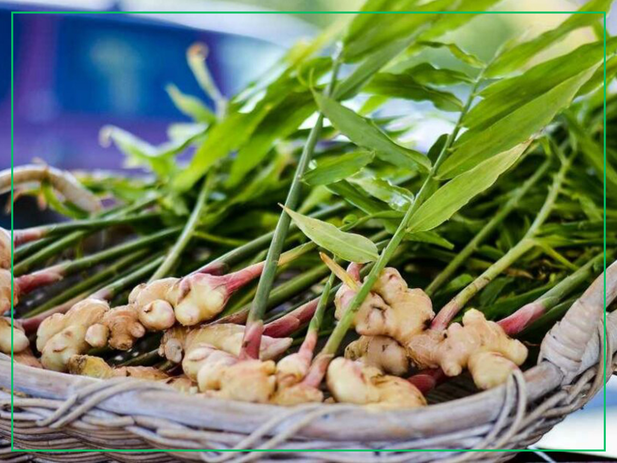 एउटै पालिकाबाट ६ करोडको अदुवा बिक्री